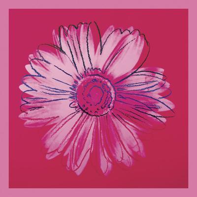Daisy, c. 1982 (crimson and pink) - Wall Art Print, 16x16 Daisy, c. 1982 (crimson and pink) - Wall Art Print, 16x16
